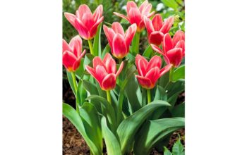 tulipa-fashion tulipa-fashion