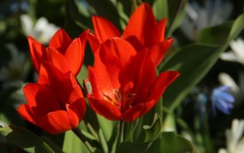 tulipa-praestans-fusilier
