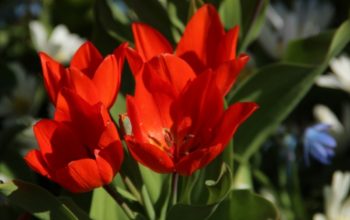 tulipa-praestans-fusilier tulipa-praestans-fusilier